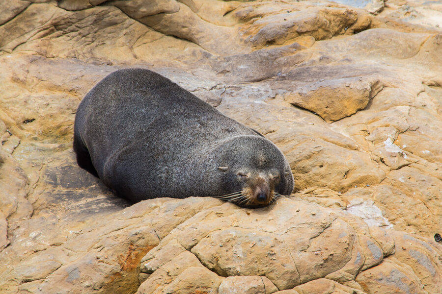 Shag Point Wildlife Reserve